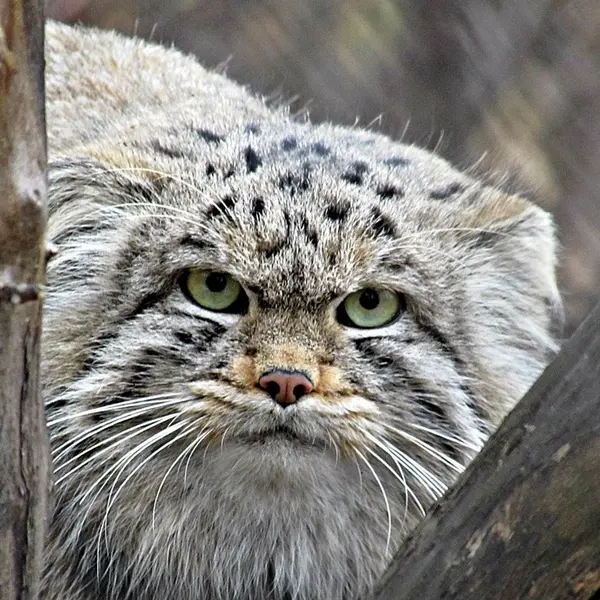 A photograph of a Pallas's cat in Novosibirsk Zoo