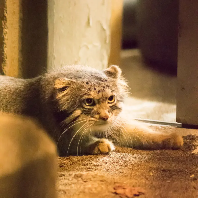 A photograph of Figa in Nogeyama Zoo