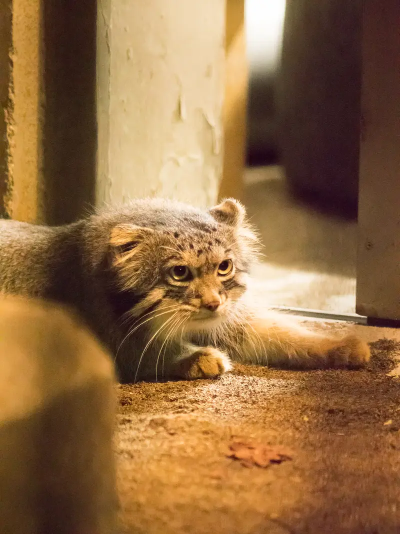A photograph of Figa in Nogeyama Zoo