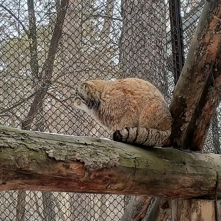 A photograph of George in Novosibirsk Zoo