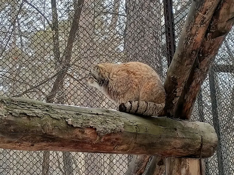 A photograph of George in Novosibirsk Zoo