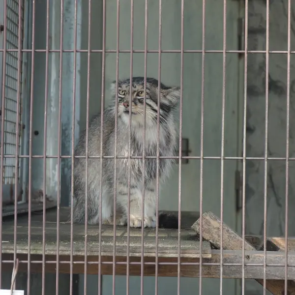 A photograph of Honey in Higashiyama Zoo and Botanical Gardens