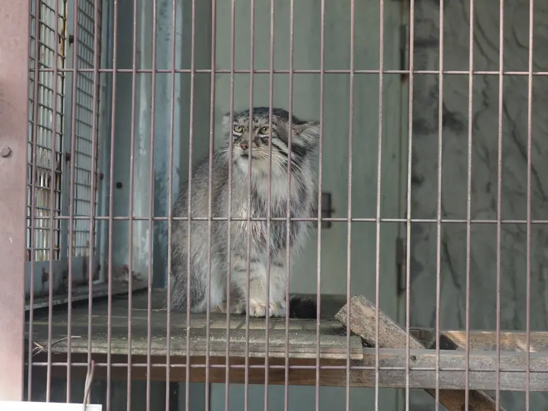 A photograph of Honey in Higashiyama Zoo and Botanical Gardens