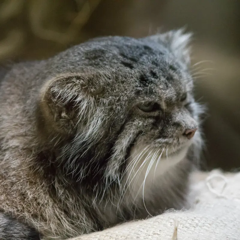 A photograph of Klyon in Ueno Zoological Gardens