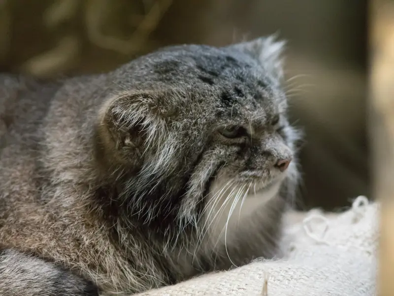 A photograph of Klyon in Ueno Zoological Gardens