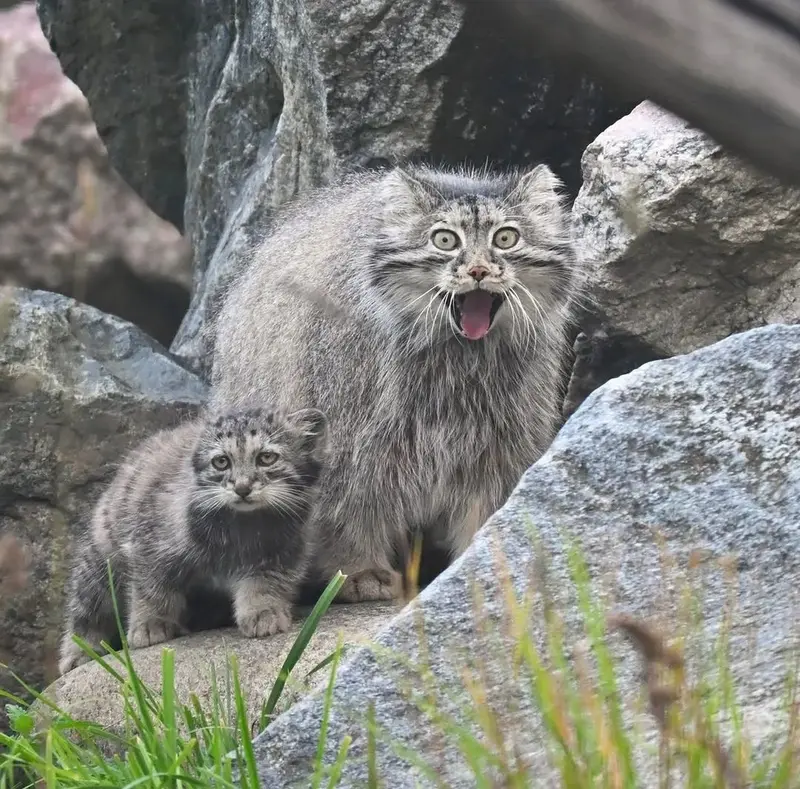 A photograph of a Pallas's cat