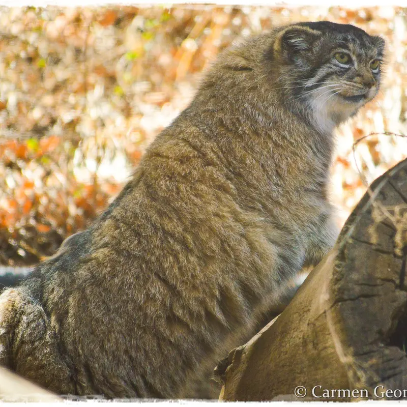 A photograph of Nadia in Cheyenne Mountain Zoo