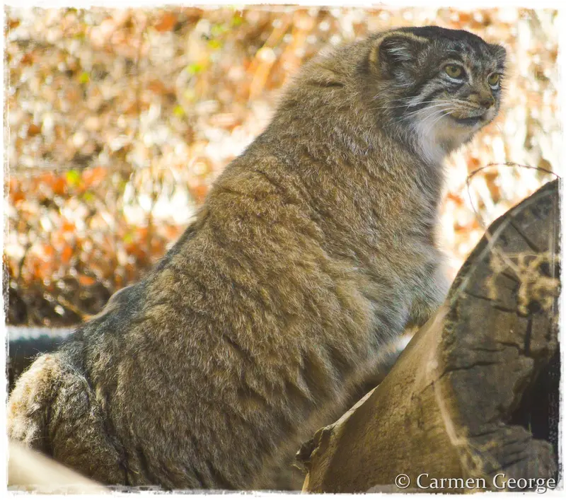 A photograph of Nadia in Cheyenne Mountain Zoo