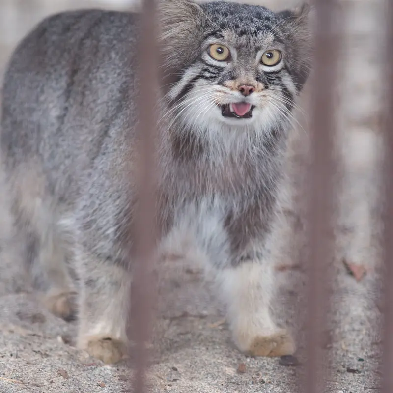 A photograph of Figa in Nogeyama Zoo