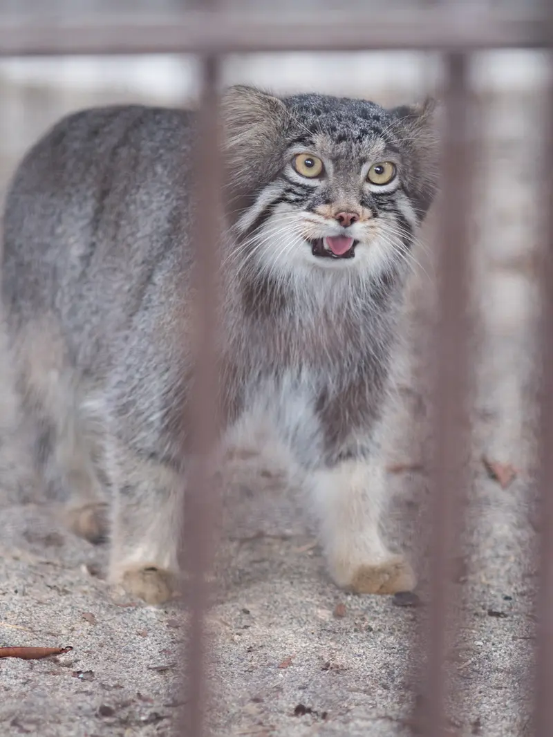 A photograph of Figa in Nogeyama Zoo