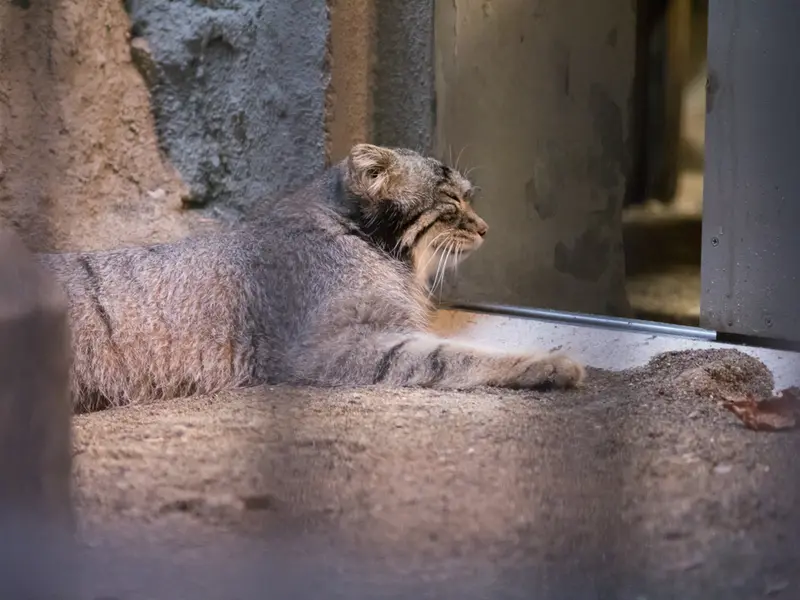 A photograph of Figa in Nogeyama Zoo