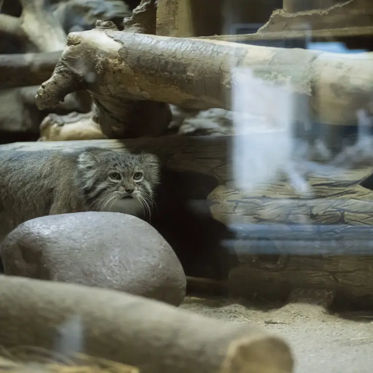 A photograph of Klyon in Ueno Zoological Gardens