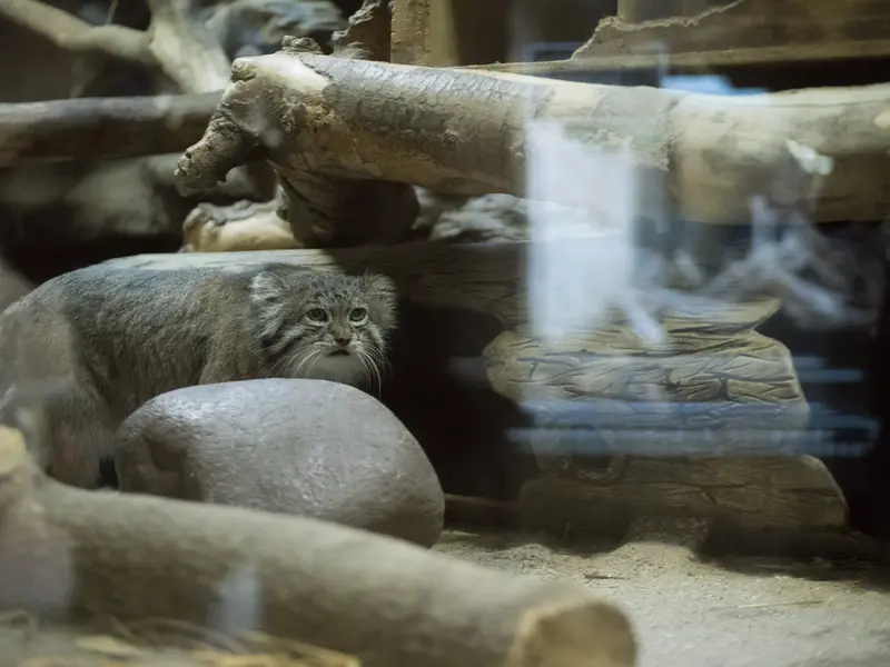 A photograph of Klyon in Ueno Zoological Gardens