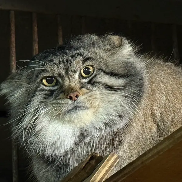 A photograph of Grusha in Asahiyama Zoo