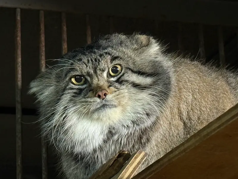 A photograph of Grusha in Asahiyama Zoo