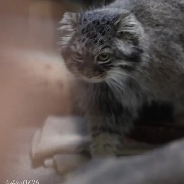 A photograph of Shafran in Ueno Zoological Gardens