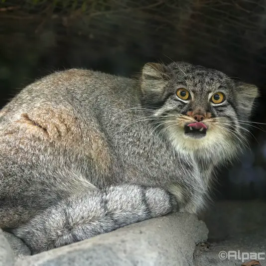 A photograph of Mei in Kobe Animal Kingdom