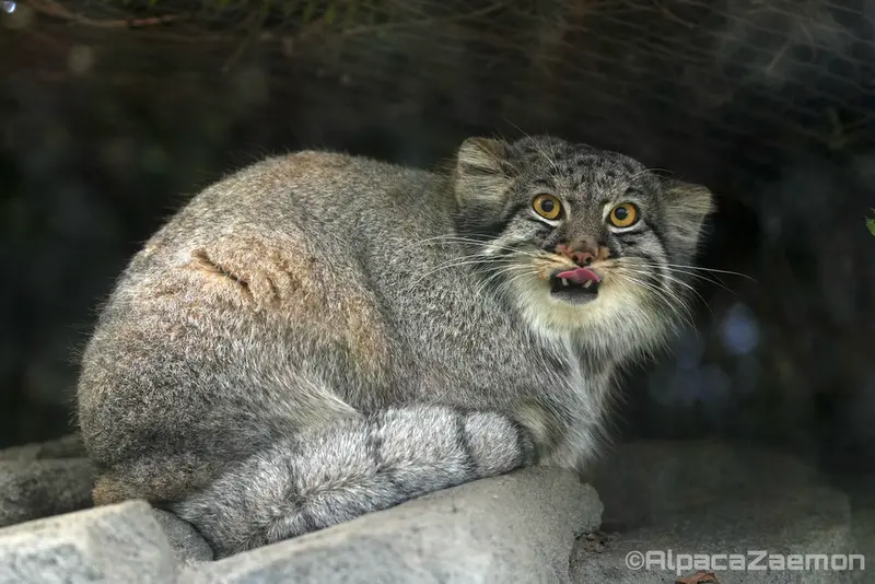 A photograph of Mei in Kobe Animal Kingdom