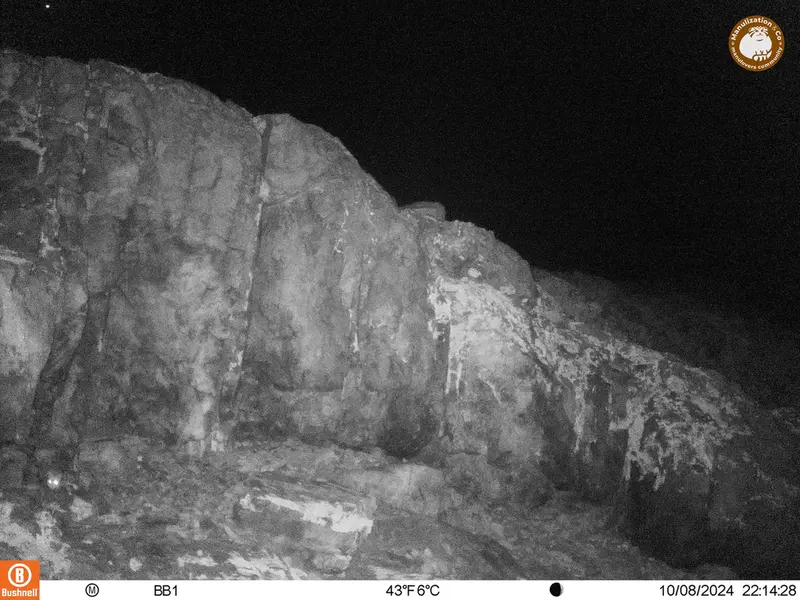 A photograph of Flat-headed vole from Aktas-Kunkora camera trap
