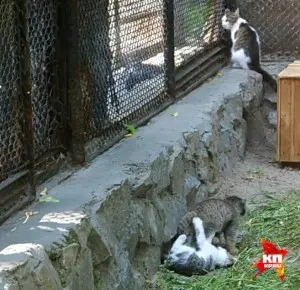 A photograph of a Pallas's cat in Novosibirsk Zoo