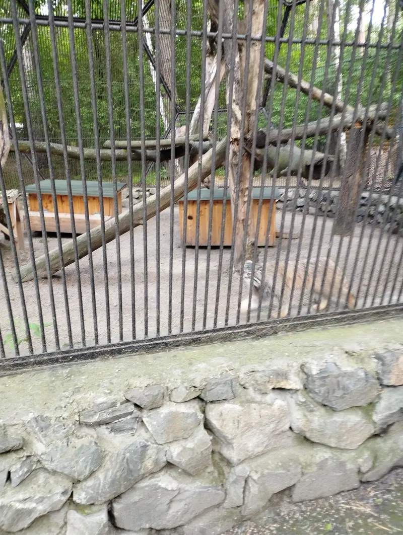 A photograph of a Pallas's cat in Novosibirsk Zoo