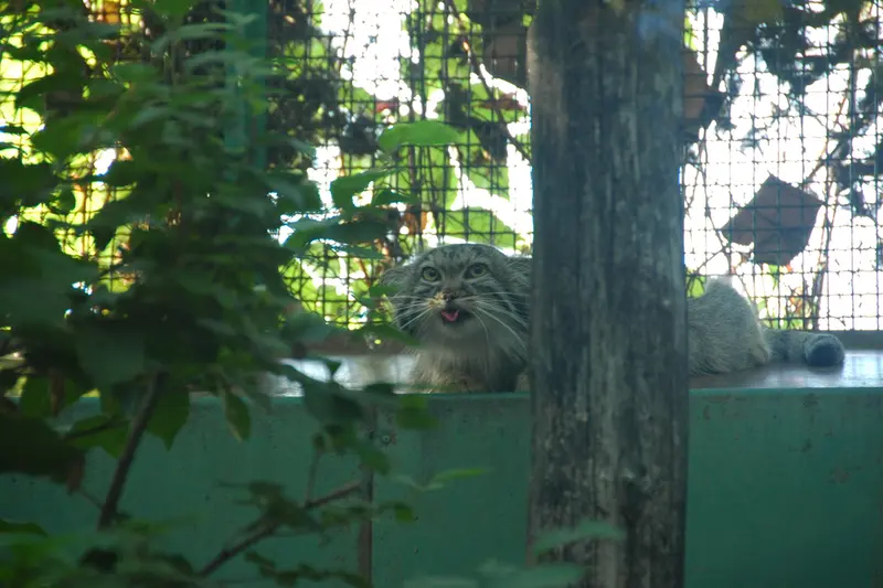 A photograph of Lucy in Budapest Zoo & Botanical Garden