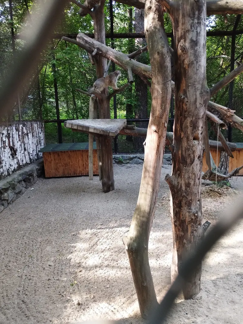 A photograph of a Pallas's cat in Novosibirsk Zoo