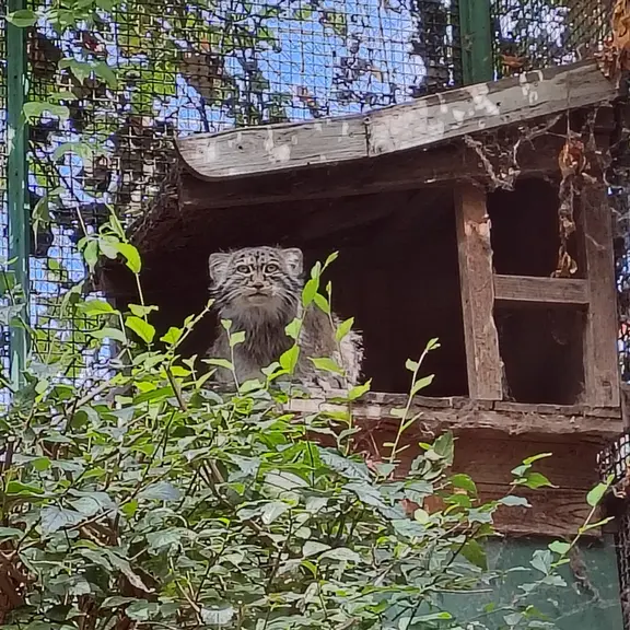 A photograph of Bohus in Budapest Zoo & Botanical Garden