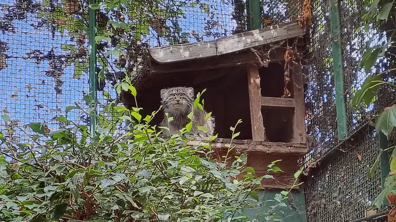 A photograph of Bohus in Budapest Zoo & Botanical Garden