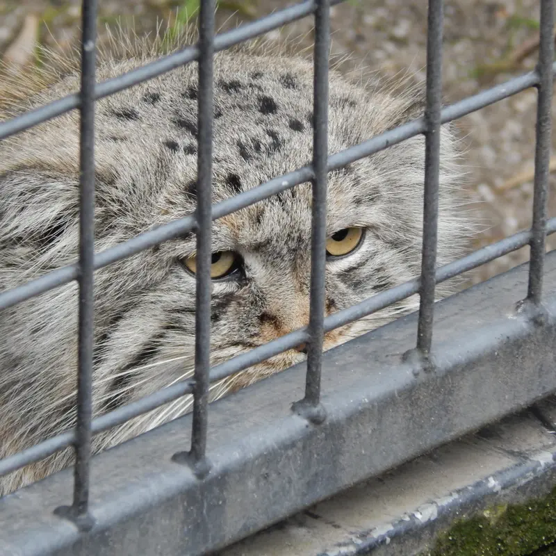 A photograph of Aldan in Zie-Zoo