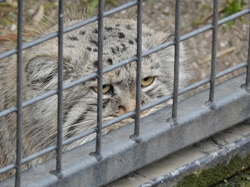 A photograph of Aldan in Zie-Zoo