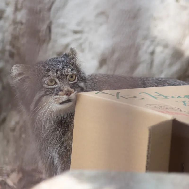 A photograph of Figa in Nogeyama Zoo