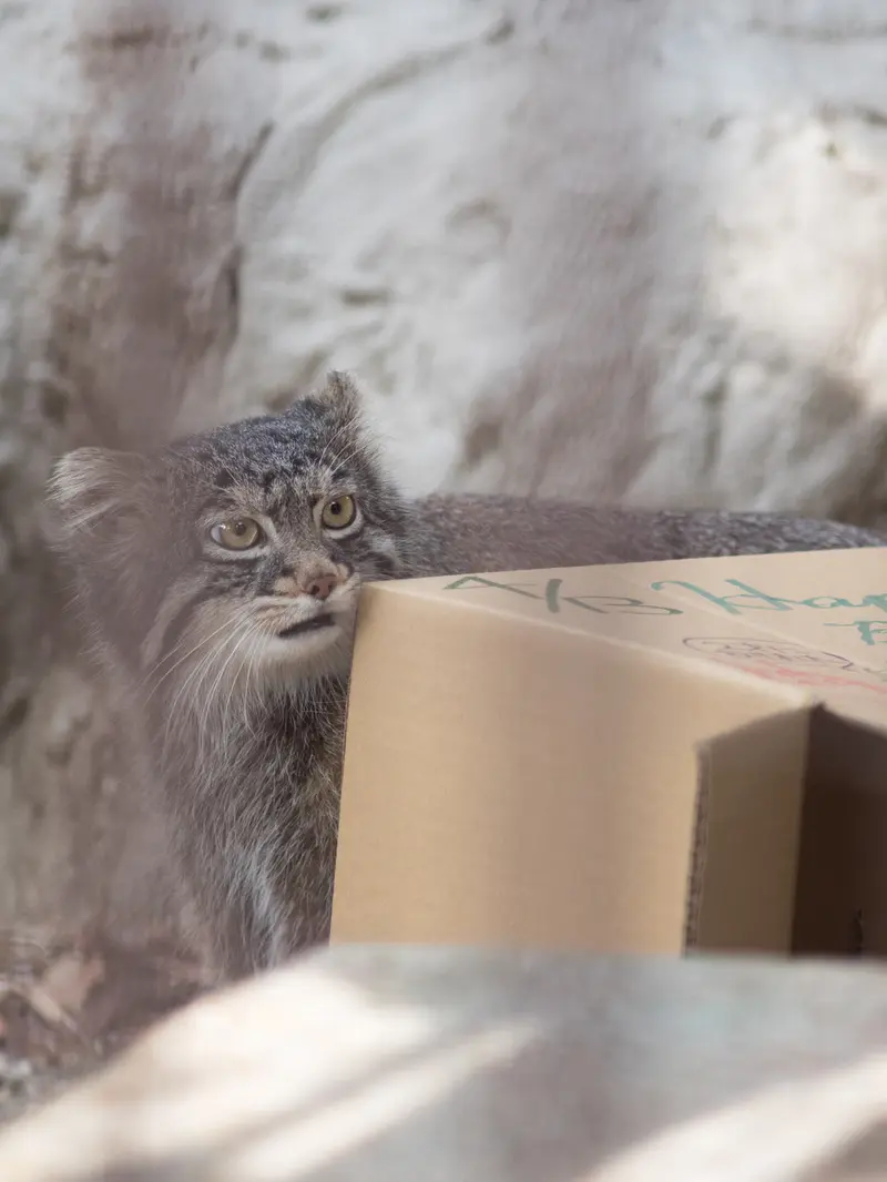 A photograph of Figa in Nogeyama Zoo
