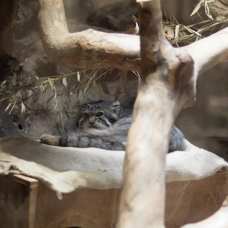 A photograph of Klyon in Ueno Zoological Gardens