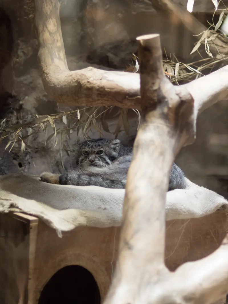 A photograph of Klyon in Ueno Zoological Gardens
