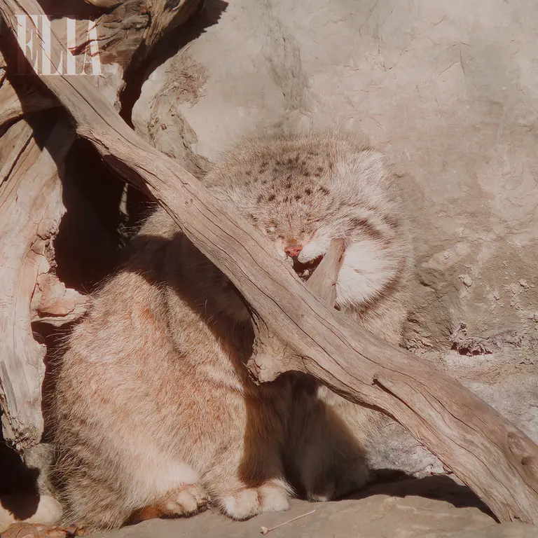 A photograph of Olaf in Calgary Zoo / Wilder Institute