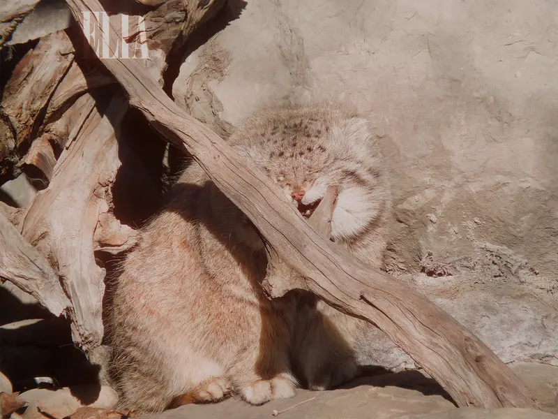 A photograph of Olaf in Calgary Zoo / Wilder Institute