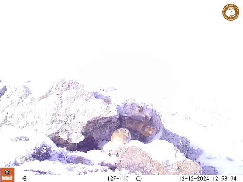 A photograph of Pika from Besshoky 1 camera trap