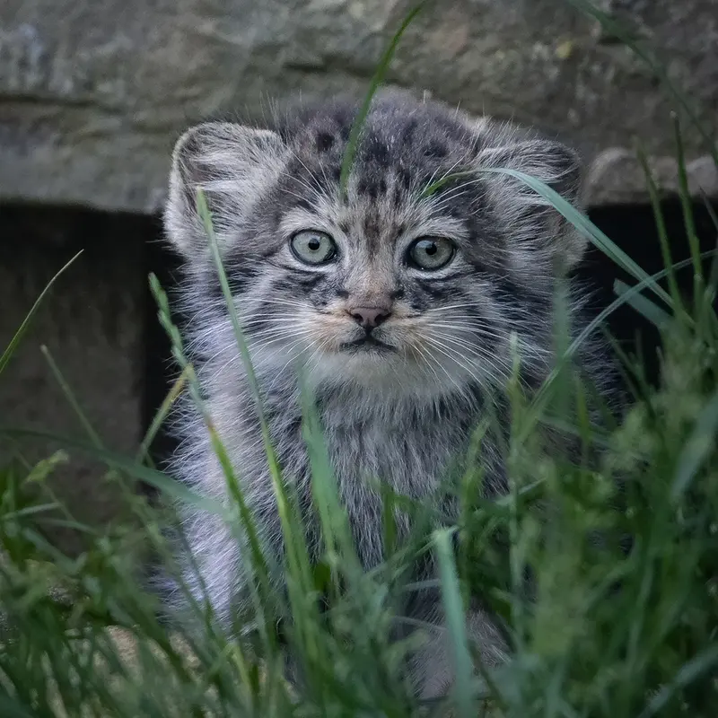 A photograph of a Pallas's cat in Port Lympne Wild Animal Park