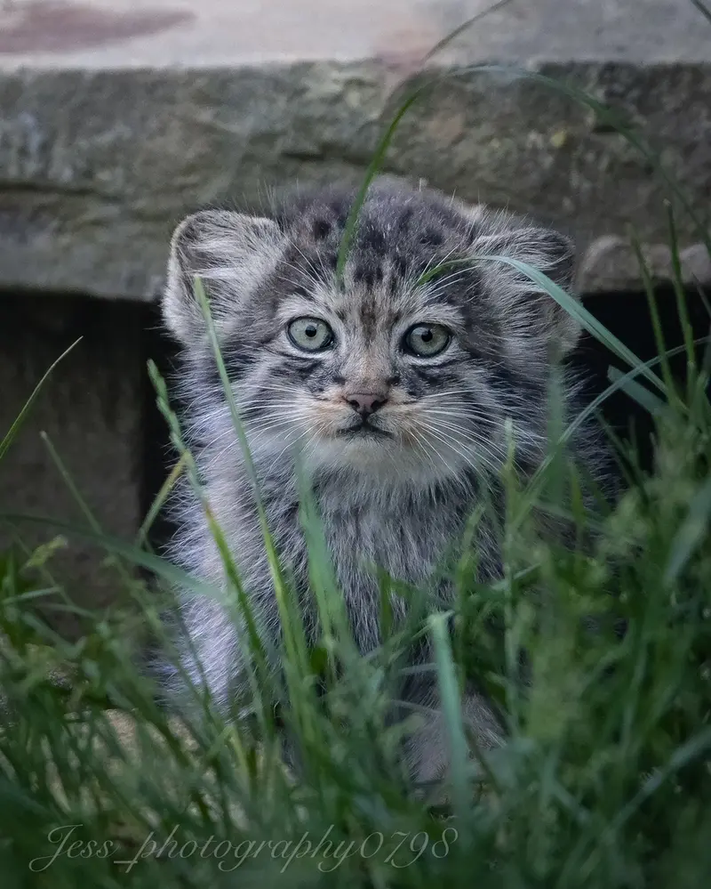 A photograph of a Pallas's cat in Port Lympne Wild Animal Park
