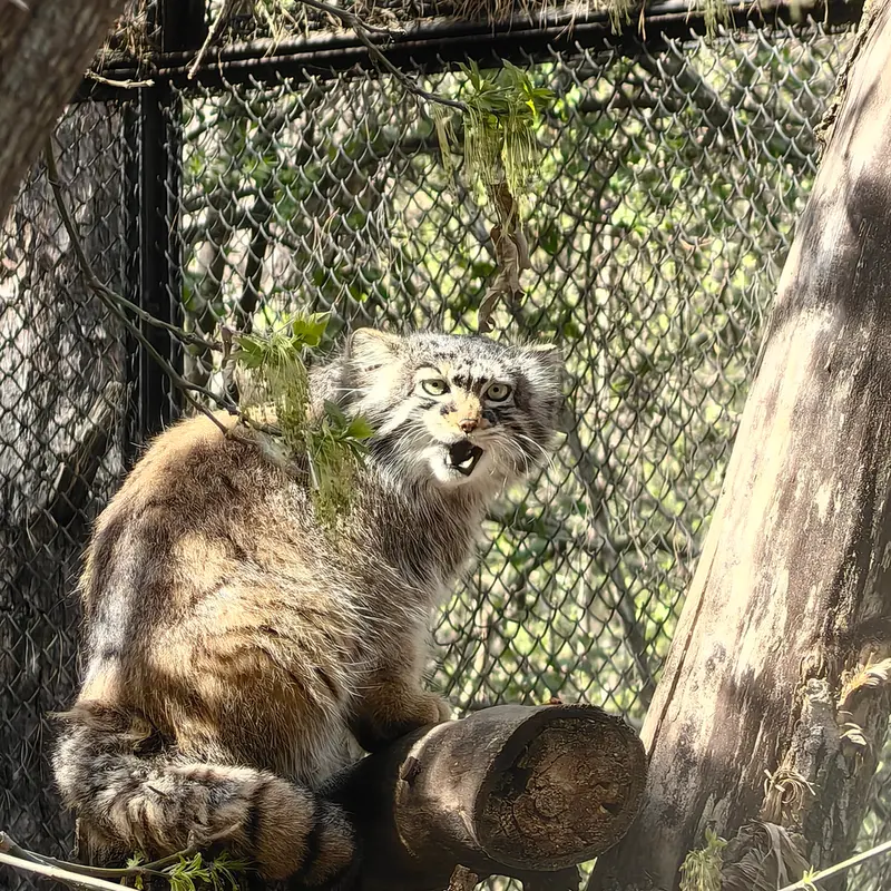 A photograph of Zosya in Novosibirsk Zoo