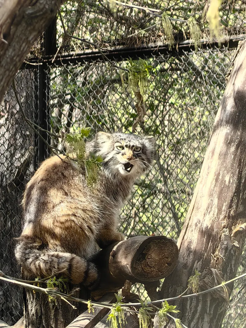 A photograph of Zosya in Novosibirsk Zoo