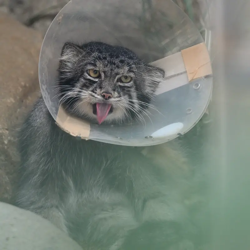 A photograph of Nar in Kobe Animal Kingdom