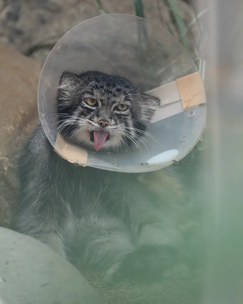 A photograph of Nar in Kobe Animal Kingdom
