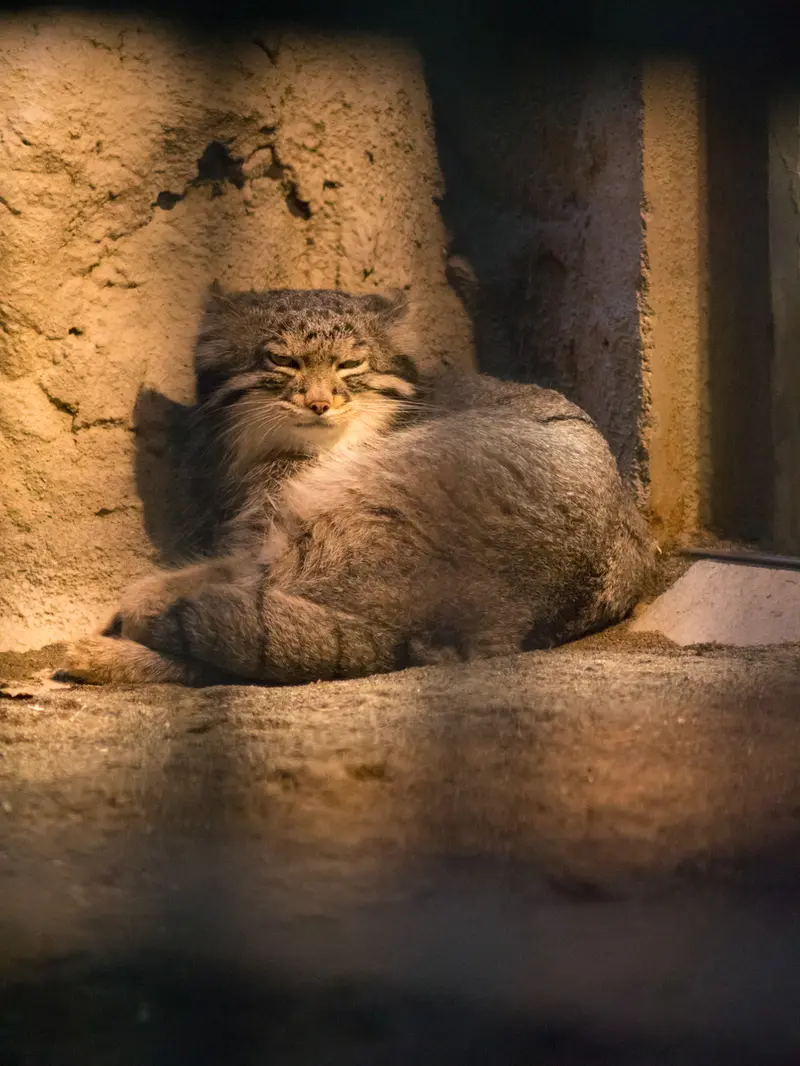 A photograph of Figa in Nogeyama Zoo