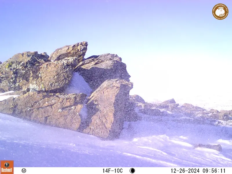 A photograph of a Pallas&#039;s cat from Karashoky camera trap