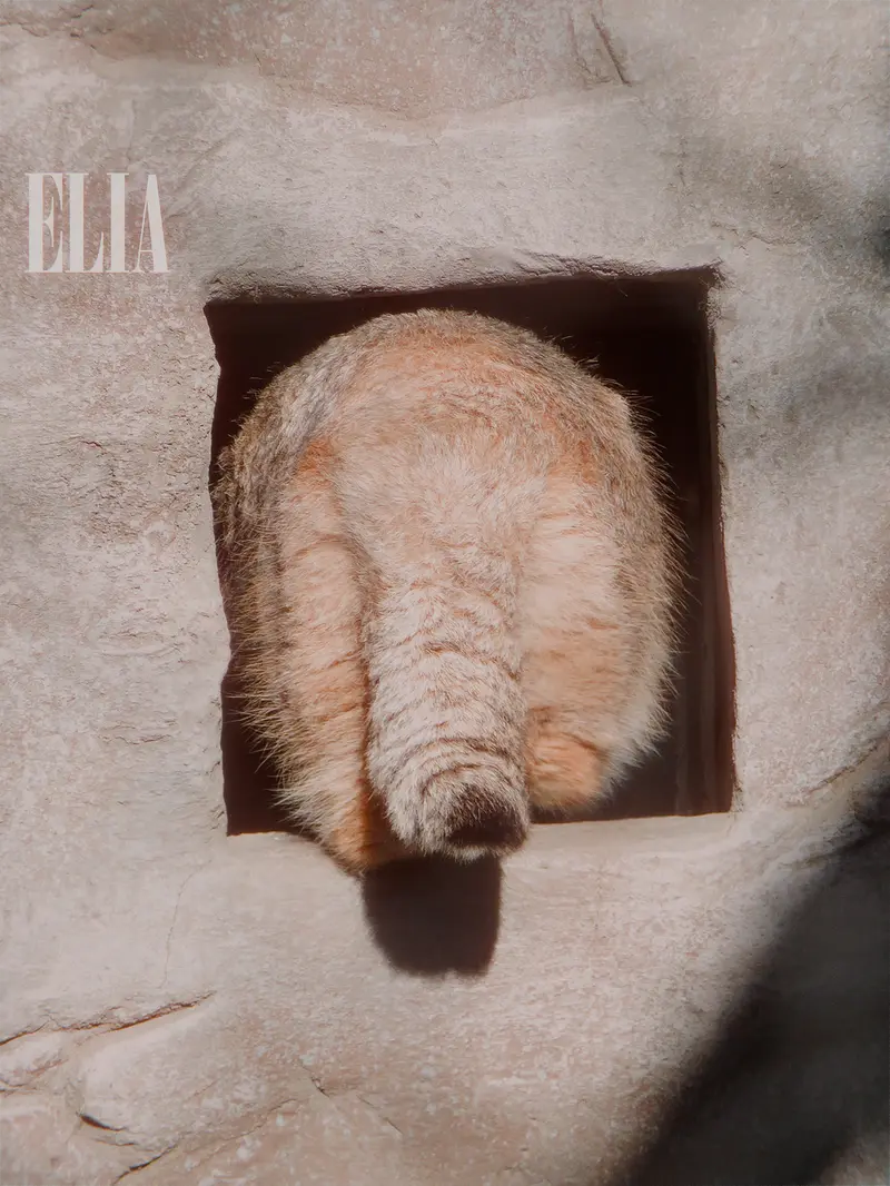A photograph of Olaf in Calgary Zoo / Wilder Institute