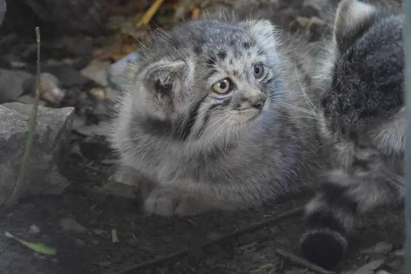 A photograph of Son of Lucy b. 2026 in Budapest Zoo & Botanical Garden