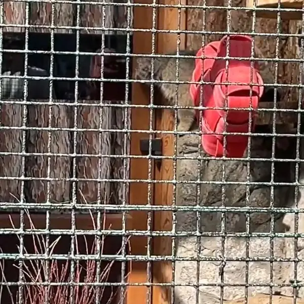 A photograph of a Pallas's cat in Leningrad zoo
