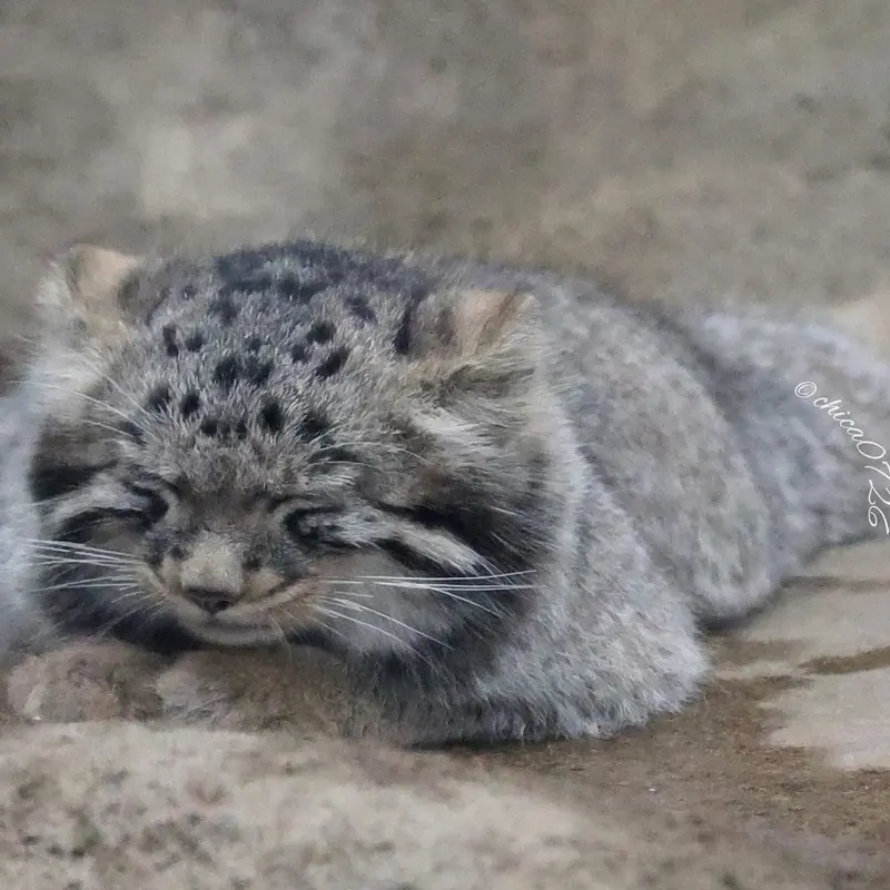 A photograph of Komorebi in Kobe Animal Kingdom